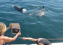 Dag 4: dolfijnen spotten